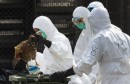 La-grippe-aviaire-est-de-retour-en-Europe