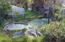 zoo-belvedere-crocodiles-