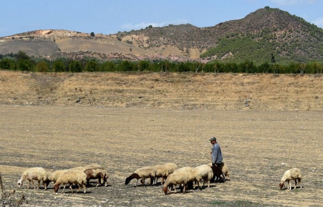 TUNISIA-AGRICAULTURE