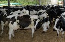 tuberculose-bovine-tunisie