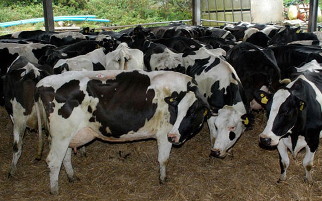 tuberculose-bovine-tunisie