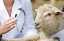 Fievre-aphteuse-vaccination-mouton