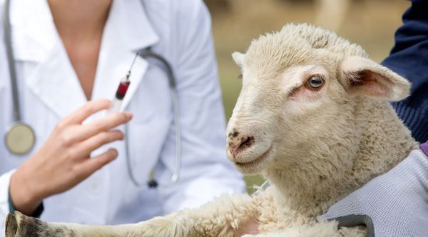 Fievre-aphteuse-vaccination-mouton